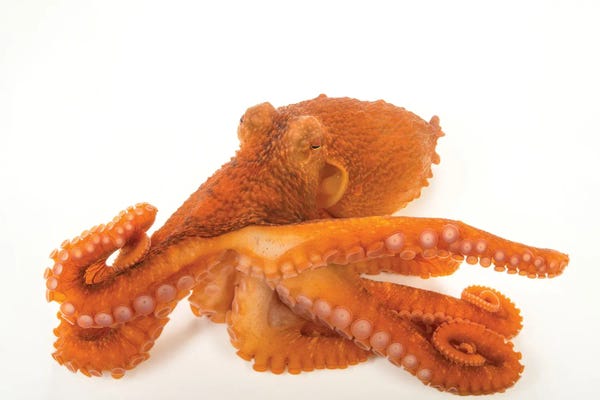 Joel Sartore: A Female Giant Pacific Octopus II At The Alaska Sealife Center In Seward, AK by Joel Sartore