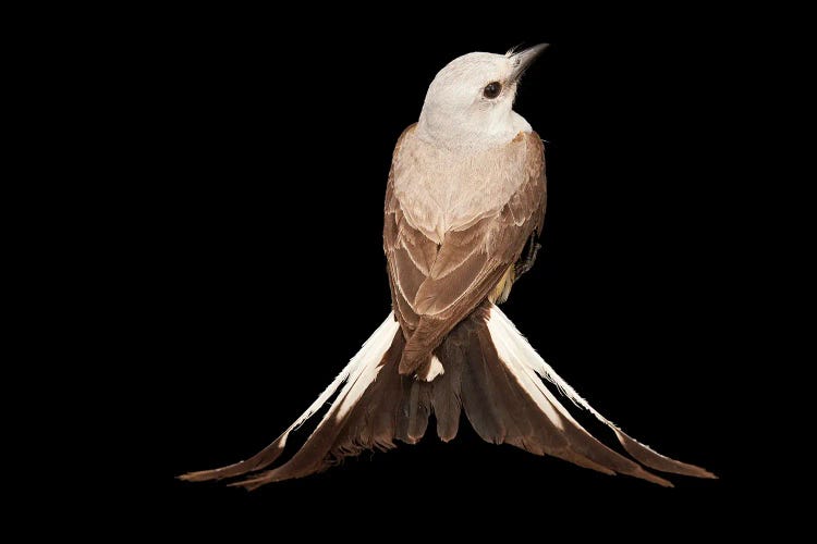 A Female Scissor-Tailed Flycatcher At The Wichita Mountains National Wildlife Refuge