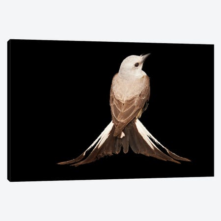 A Female Scissor-Tailed Flycatcher At The Wichita Mountains National Wildlife Refuge Canvas Print #SRR74} by Joel Sartore Canvas Art Print