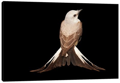 A Female Scissor-Tailed Flycatcher At The Wichita Mountains National Wildlife Refuge Canvas Art Print
