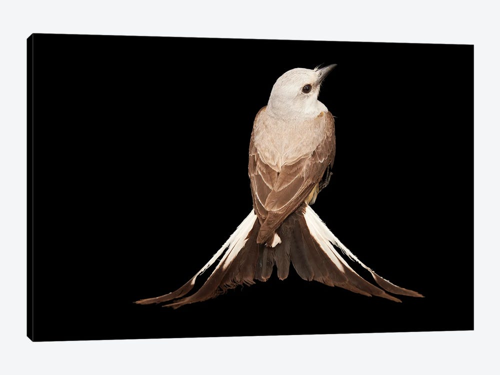 A Female Scissor-Tailed Flycatcher At The Wichita Mountains National Wildlife Refuge by Joel Sartore 1-piece Canvas Art Print