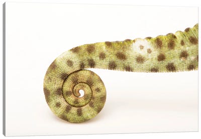 A Female Usambara Three-Horned Chameleon From A Private Collection Canvas Art Print - Chameleon Art