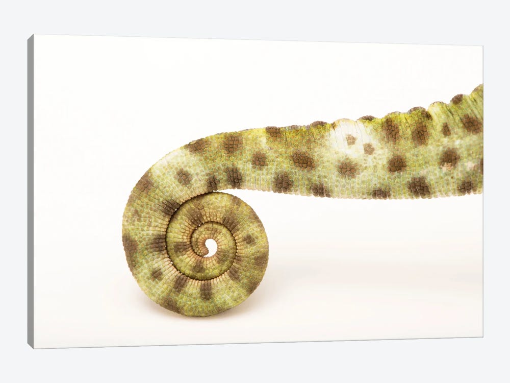 A Female Usambara Three-Horned Chameleon From A Private Collection by Joel Sartore 1-piece Canvas Art