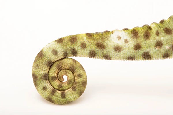 Joel Sartore: A Female Usambara Three-Horned Chameleon From A Private Collection by Joel Sartore