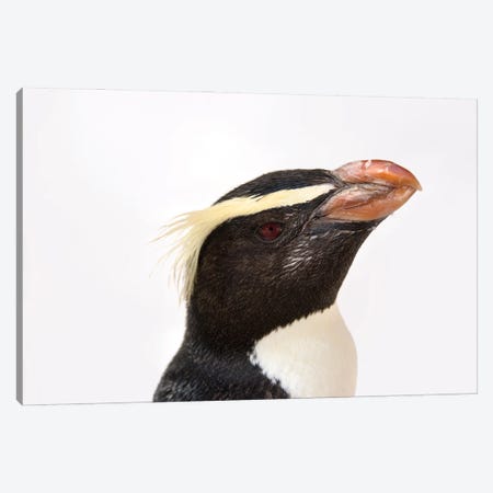 A Fiordland Penguin At The Taronga Zoo Canvas Print #SRR76} by Joel Sartore Canvas Print