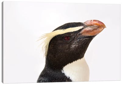 A Fiordland Penguin At The Taronga Zoo Canvas Art Print - Joel Sartore
