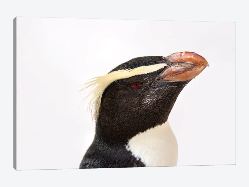 A Fiordland Penguin At The Taronga Zoo by Joel Sartore 1-piece Art Print
