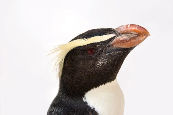 Penguins: A Fiordland Penguin At The Taronga Zoo by Joel Sartore