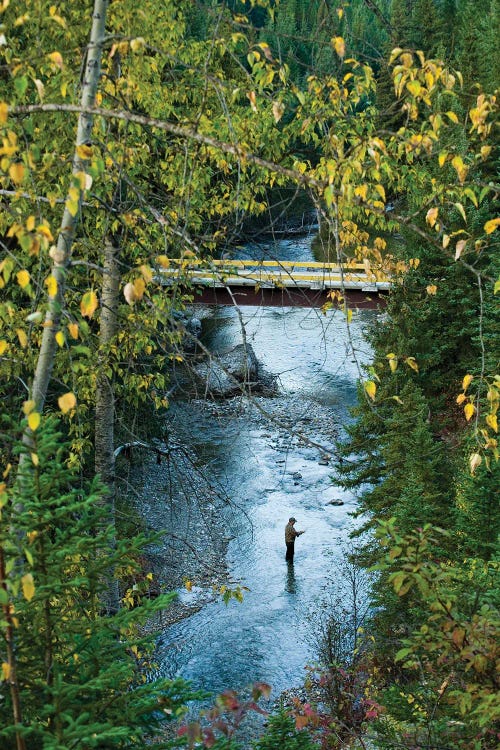 A Fisherman In Bighorn Creek, Part Of The Kootenay River System