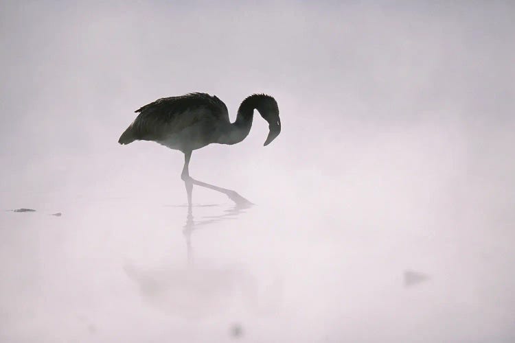 A Flamingo Wades In A Thermal Hot Spring In Chile's Atacama Desert