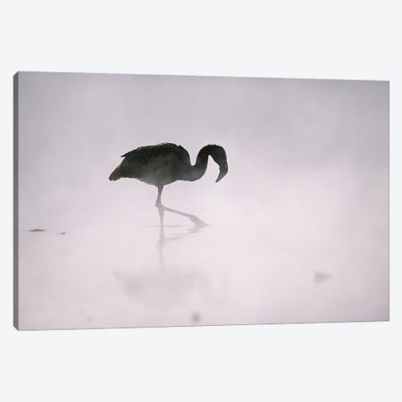 A Flamingo Wades In A Thermal Hot Spring In Chile's Atacama Desert Canvas Print #SRR78} by Joel Sartore Canvas Art