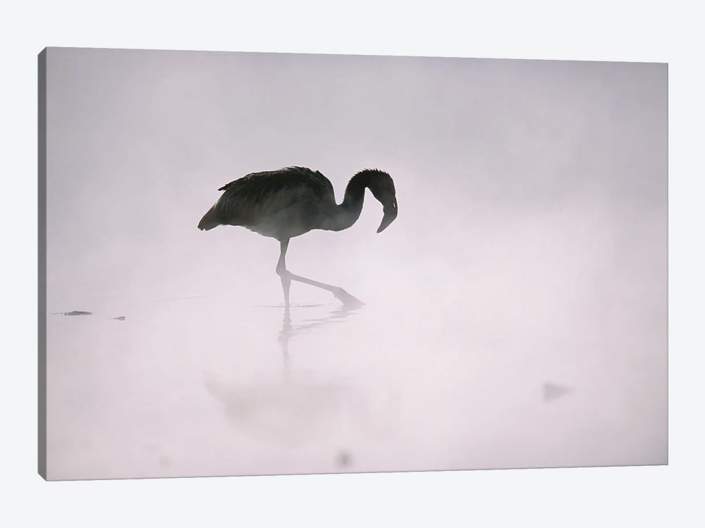 A Flamingo Wades In A Thermal Hot Spring In Chile's Atacama Desert by Joel Sartore 1-piece Canvas Print