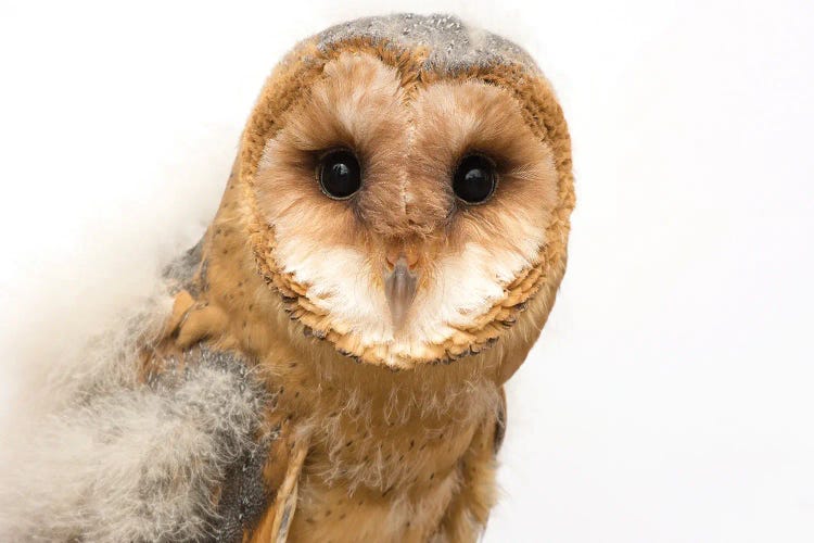 A Fledgling European Barn Owl From The Plzen Zoo In The Czech Republic