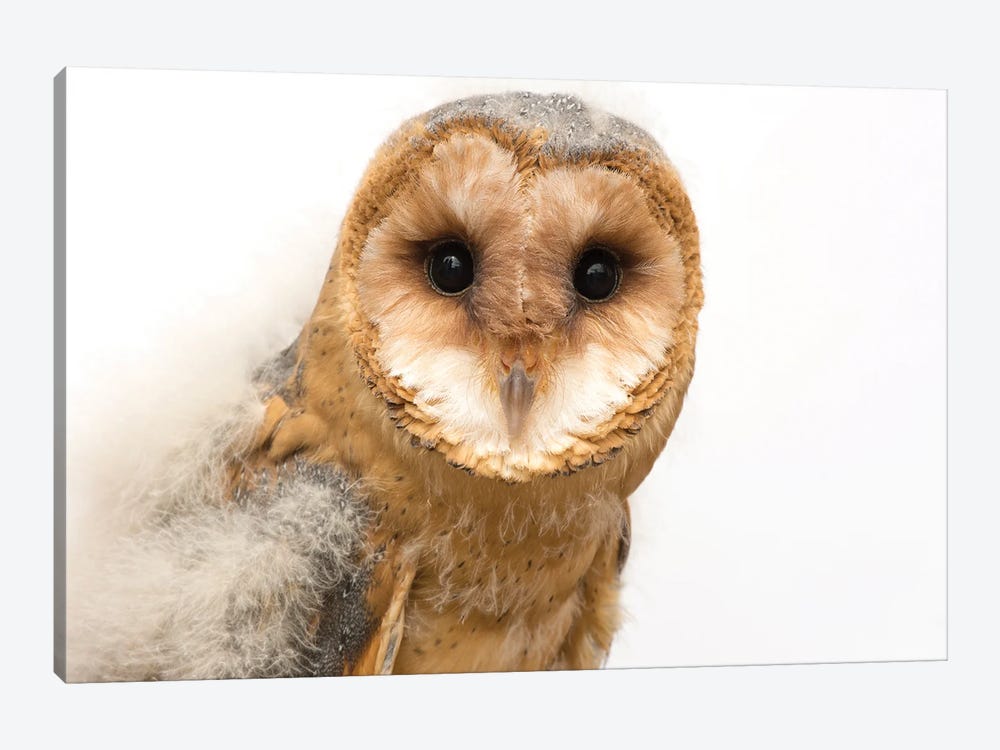 A Fledgling European Barn Owl From The Plzen Zoo In The Czech Republic by Joel Sartore 1-piece Canvas Artwork