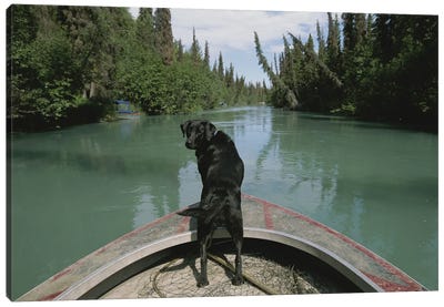 A Black Labrador Dog Travels Up The Kenai River On A Boat's Bow I Canvas Art Print - Dog Photography
