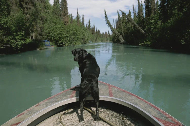 A Black Labrador Dog Travels Up The Kenai River On A Boat's Bow I