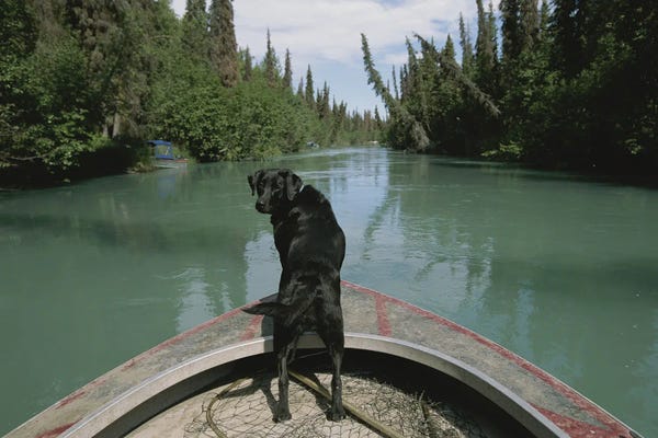 A Black Labrador Dog Looks Back While Traveling Up The Kenai River On A Boat's Bow I