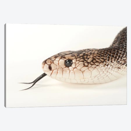 A Florida Pine Snake At Tampa's Lowry Park Zoo Canvas Print #SRR80} by Joel Sartore Art Print