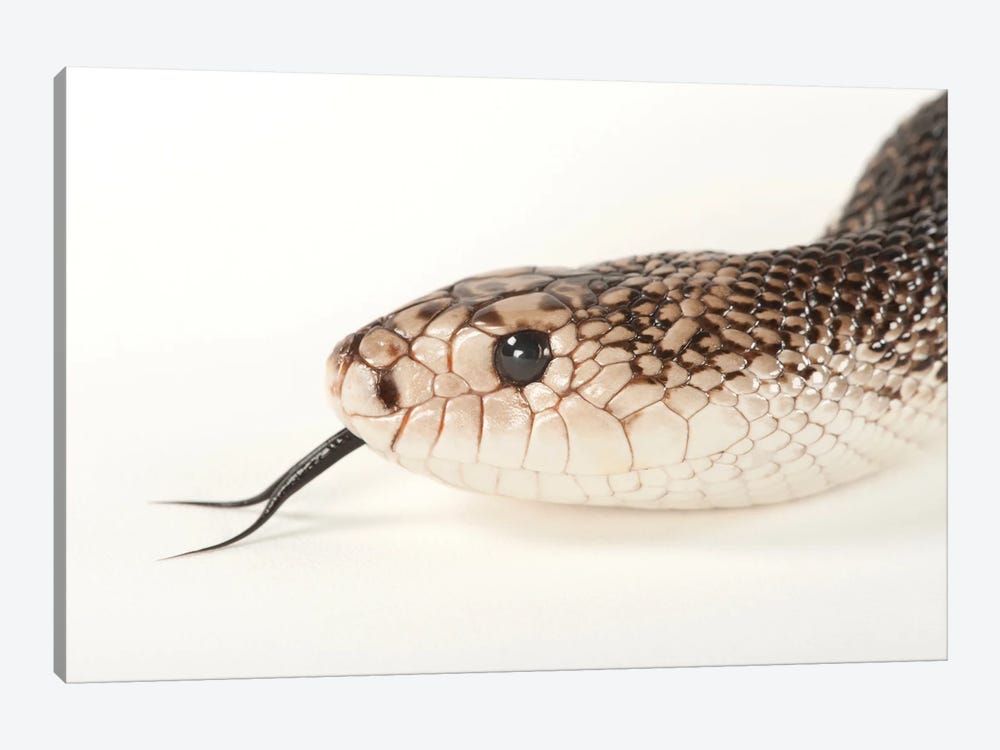 A Florida Pine Snake At Tampa's Lowry Park Zoo 1-piece Canvas Wall Art