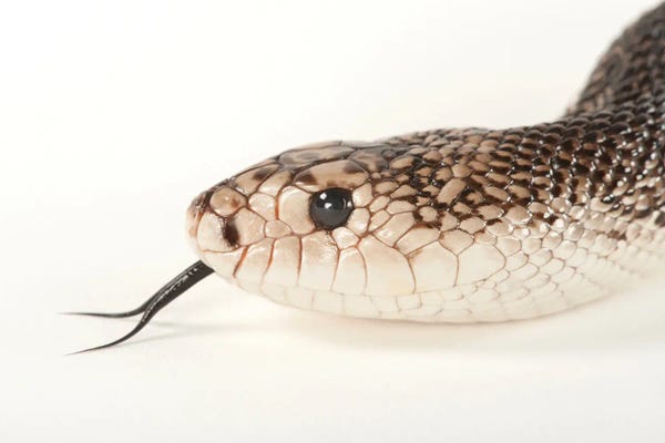 Snakes: A Florida Pine Snake At Tampa's Lowry Park Zoo by Joel Sartore