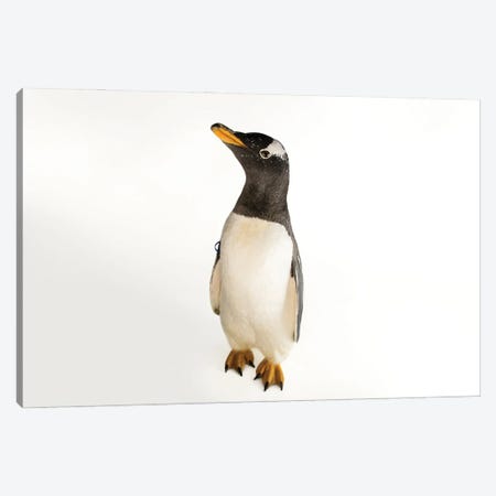 A Gentoo Penguin At The Indianapolis Zoo Canvas Print #SRR81} by Joel Sartore Canvas Print