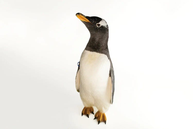 A Gentoo Penguin At The Indianapolis Zoo