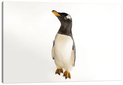 A Gentoo Penguin At The Indianapolis Zoo Canvas Art Print - Joel Sartore