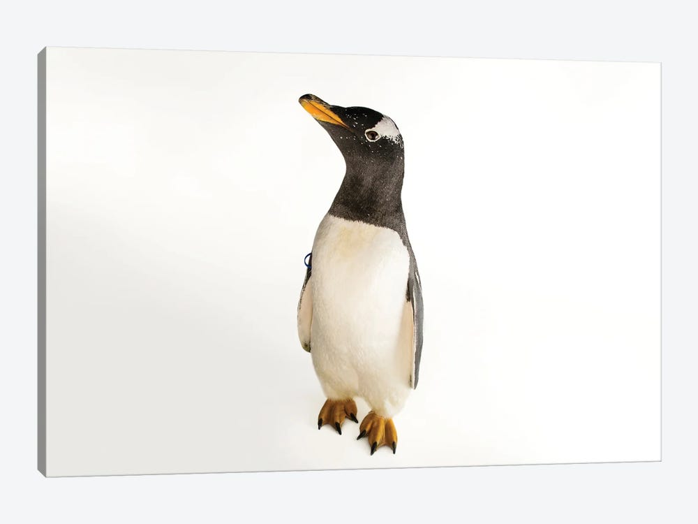 A Gentoo Penguin At The Indianapolis Zoo by Joel Sartore 1-piece Art Print