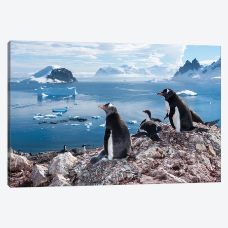 A Gentoo Penguin Colony On Danco Island, Antarctica Canvas Print #SRR82} by Joel Sartore Canvas Art Print
