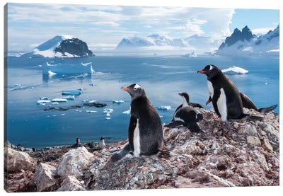 A Gentoo Penguin Colony On Danco Island, Antarctica Canvas Art Print - Glacier & Iceberg Art