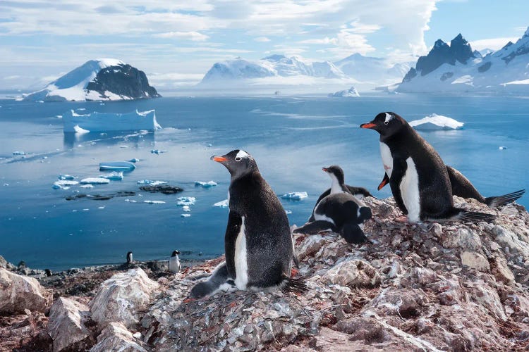 A Gentoo Penguin Colony On Danco Island, Antarctica