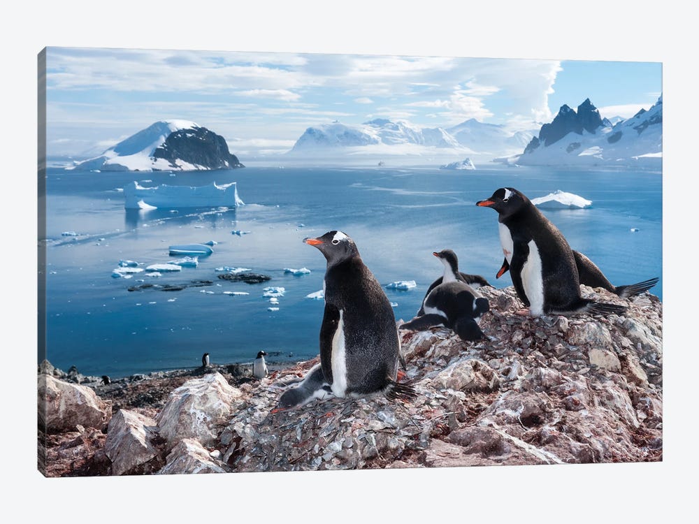 A Gentoo Penguin Colony On Danco Island, Antarctica 1-piece Canvas Art