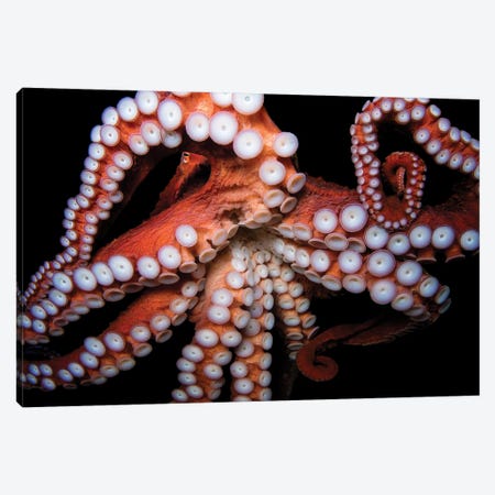 A Giant Pacific Octopus At The Dallas World Aquarium Canvas Print #SRR83} by Joel Sartore Canvas Print