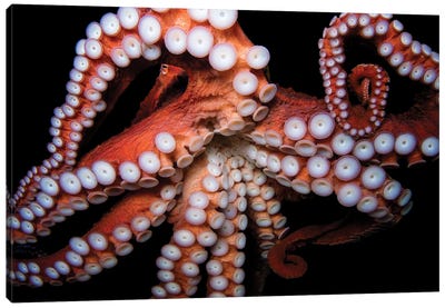 A Giant Pacific Octopus At The Dallas World Aquarium Canvas Art Print - Joel Sartore