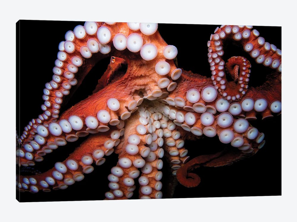 A Giant Pacific Octopus At The Dallas World Aquarium by Joel Sartore 1-piece Canvas Print