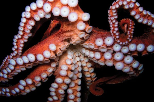 Joel Sartore: A Giant Pacific Octopus At The Dallas World Aquarium by Joel Sartore