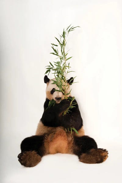 A Giant Panda At Zoo Atlanta I by Joel Sartore framed canvas print