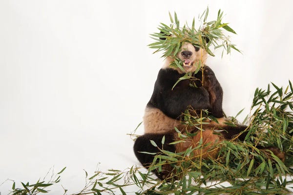 Minimalist Wildlife Photography: A Giant Panda At Zoo Atlanta II by Joel Sartore