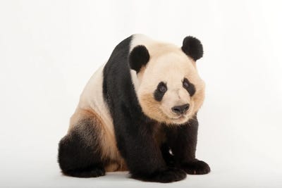 A Giant Panda At Zoo Atlanta III by Joel Sartore framed canvas print