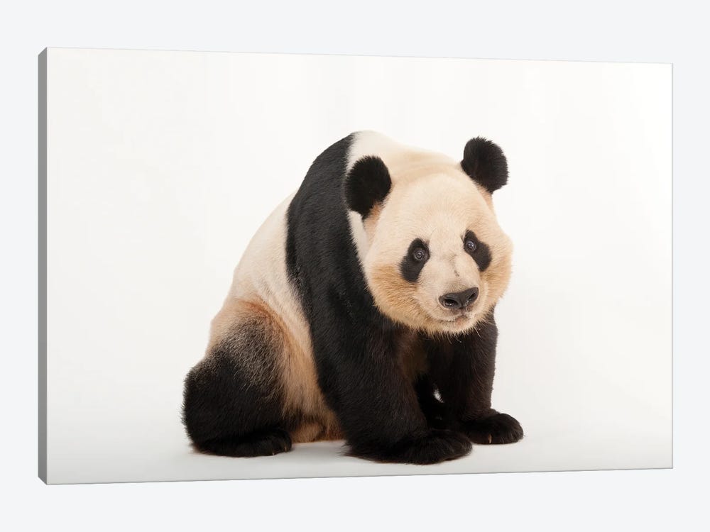 A Giant Panda At Zoo Atlanta III by Joel Sartore 1-piece Canvas Art
