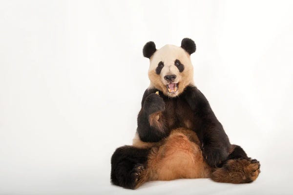 Pandas: A Giant Panda At Zoo Atlanta IV by Joel Sartore
