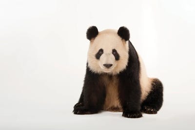 A Giant Panda At Zoo Atlanta V by Joel Sartore framed canvas print