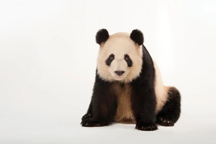 A Giant Panda At Zoo Atlanta V