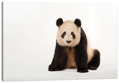 A Giant Panda At Zoo Atlanta V Canvas Art Print - Joel Sartore