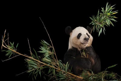 A Giant Panda At Zoo Atlanta VI by Joel Sartore framed canvas print