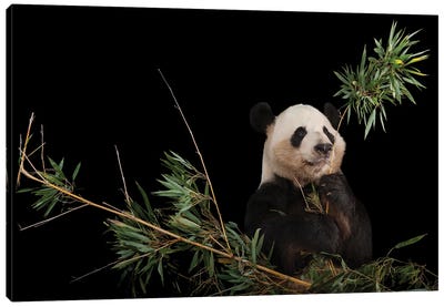 A Giant Panda At Zoo Atlanta VI Canvas Art Print - Joel Sartore