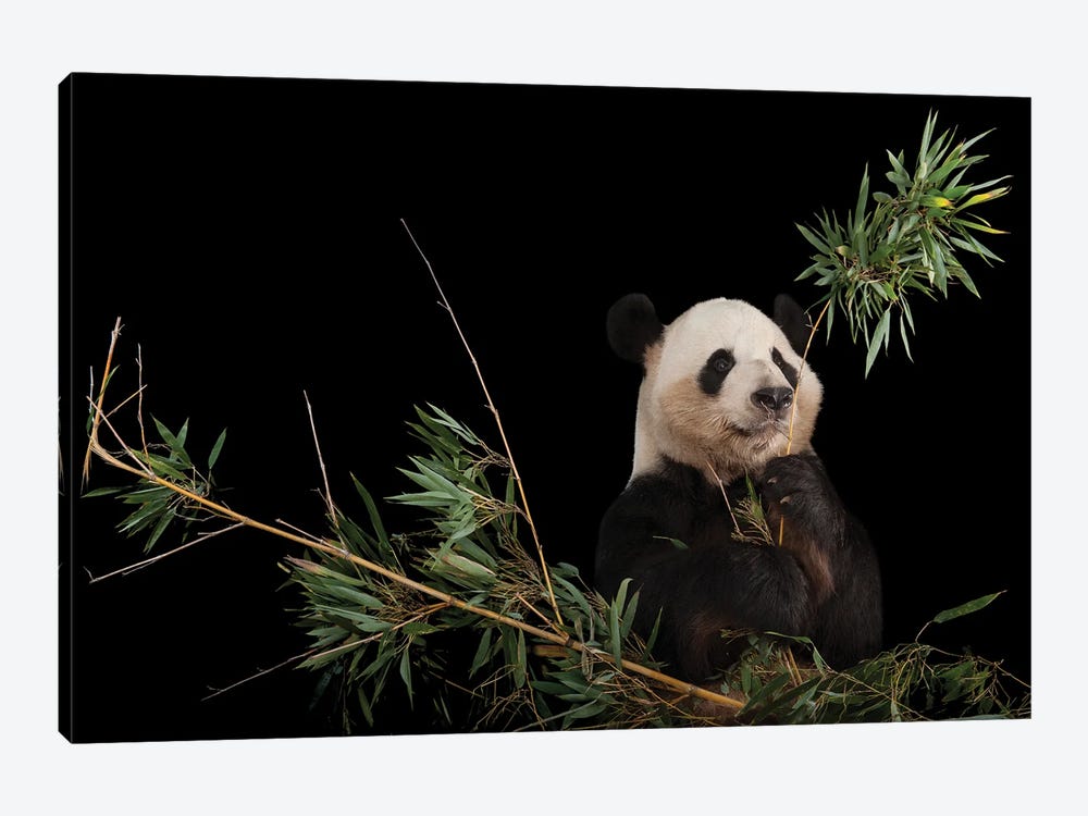 A Giant Panda At Zoo Atlanta VI by Joel Sartore 1-piece Art Print