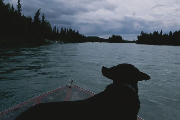 Minimalist Wildlife Photography: A Black Labrador Dog Travels Up The Kenai River On A Boat's Bow II by Joel Sartore
