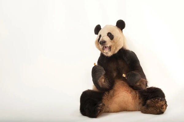 Pandas: A Giant Panda At Zoo Atlanta VII by Joel Sartore