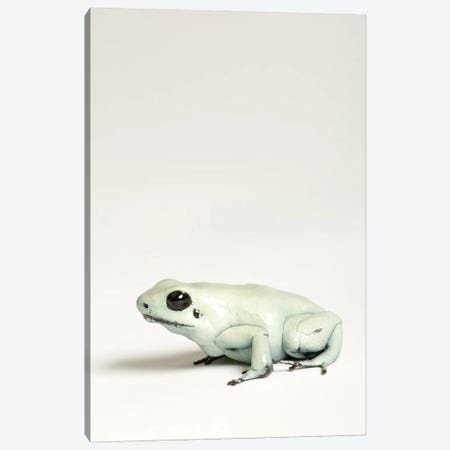 A Golden Poison Dart Frog At Rolling Hills Zoo Canvas Print #SRR91} by Joel Sartore Canvas Wall Art
